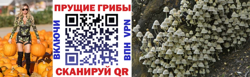 где купить наркоту  Прокопьевск  Галлюциногенные грибы Psilocybine cubensis 